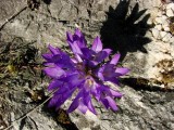 DSC07140 - malo cvijeća